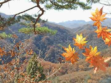 中国体育彩票11月30日开奖结果 - 今日头条