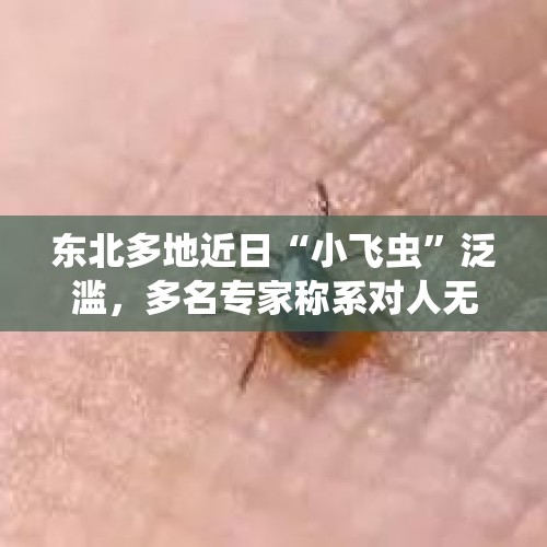 东北多地近日“小飞虫”泛滥，多名专家称系对人无毒的蚜虫