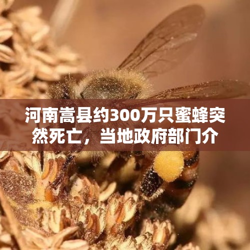 河南嵩县约300万只蜜蜂突然死亡，当地政府部门介入调查