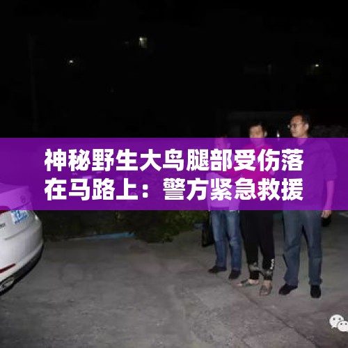 神秘野生大鸟腿部受伤落在马路上：警方紧急救援，经确认系国家二级保护动物高山兀鹫