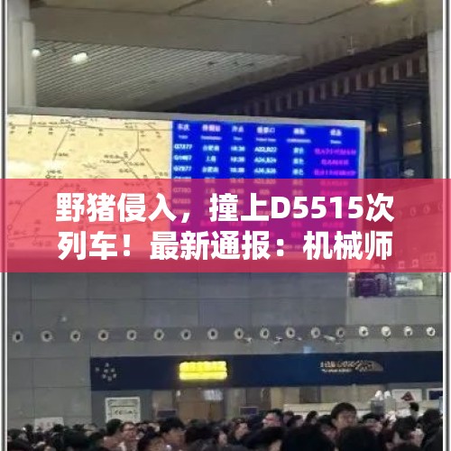 野猪侵入，撞上D5515次列车！最新通报：机械师身亡