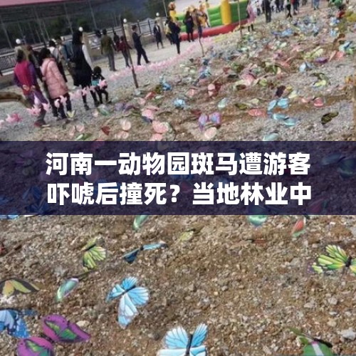 河南一动物园斑马遭游客吓唬后撞死？当地林业中心介入