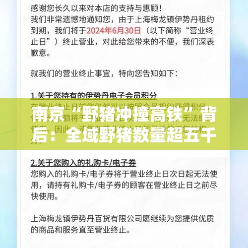 南京“野猪冲撞高铁”背后：全域野猪数量超五千只，专家吁加强种群调控