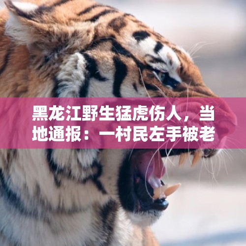 黑龙江野生猛虎伤人，当地通报：一村民左手被老虎咬伤，正在治疗 - 今日头条