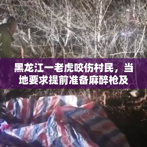 黑龙江一老虎咬伤村民，当地要求提前准备麻醉枪及弹药等物，勃利县回应：非必要不击毙，除非正伤人 - 今日头条