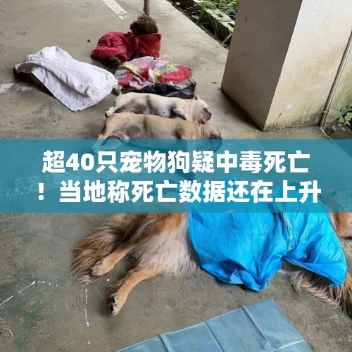 超40只宠物狗疑中毒死亡！当地称死亡数据还在上升，一派出所已立案调查 - 今日头条