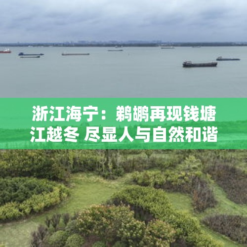 浙江海宁：鹈鹕再现钱塘江越冬 尽显人与自然和谐之美 - 今日头条