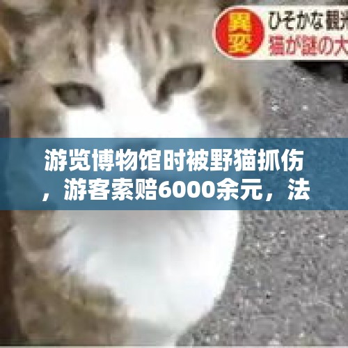 游览博物馆时被野猫抓伤，游客索赔6000余元，法院：驳回 - 今日头条