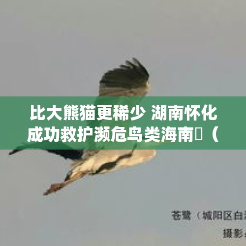 比大熊猫更稀少 湖南怀化成功救护濒危鸟类海南鳽（jian） - 今日头条