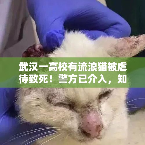 武汉一高校有流浪猫被虐待致死！警方已介入，知情人透露…… - 今日头条