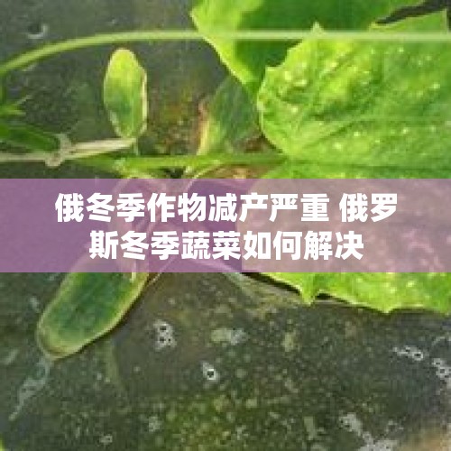 俄冬季作物减产严重 俄罗斯冬季蔬菜如何解决