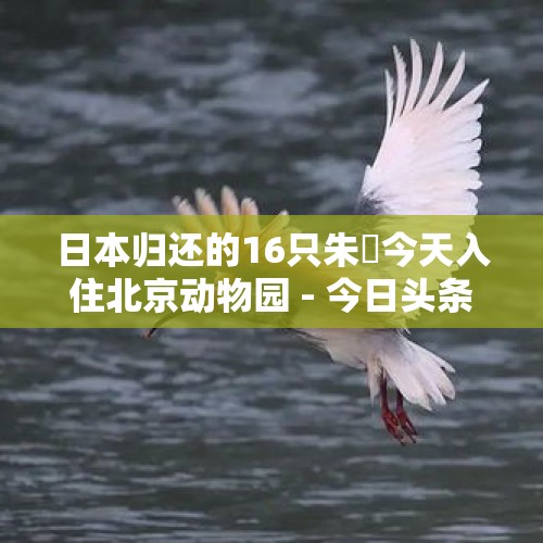 日本归还的16只朱鹮今天入住北京动物园 - 今日头条