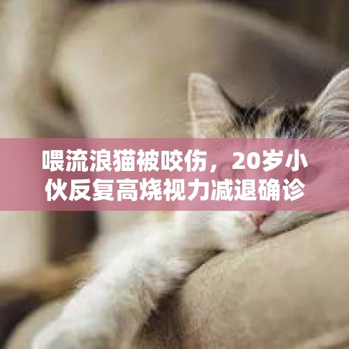 喂流浪猫被咬伤，20岁小伙反复高烧视力减退确诊“猫抓病” - 今日头条