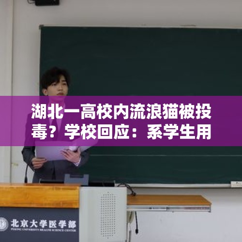 湖北一高校内流浪猫被投毒？学校回应：系学生用药物兑水投喂校内流浪猫，已处分 - 今日头条