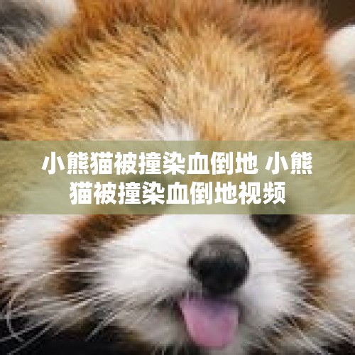 小熊猫被撞染血倒地 小熊猫被撞染血倒地视频