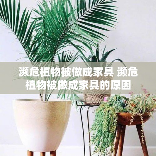 濒危植物被做成家具 濒危植物被做成家具的原因