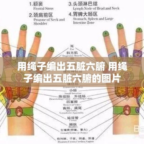 用绳子编出五脏六腑 用绳子编出五脏六腑的图片